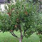 Apple Trees For Sale | Buy Apple Trees & Dwarf Apple Trees Online ...