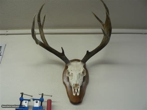 Collection of Trophy Mule Deer Mounts for sale