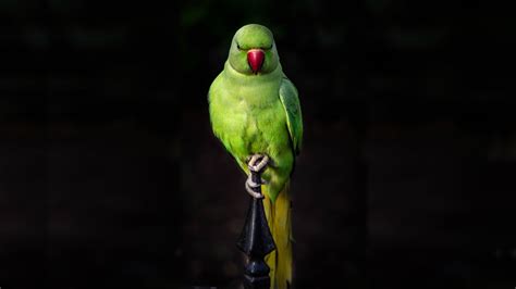 Download wallpaper 1920x1080 parrot, green, bird, sit, portrait, full ...