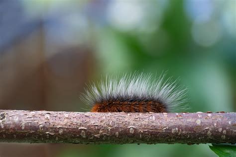 Photo Series: Nature / Case 24: Tiger Moth Caterpillar :: Behance