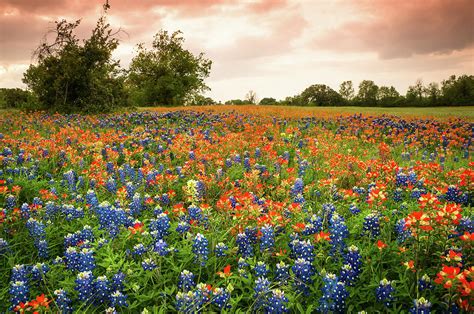 A Field of Bluebonnet and Indian Paintbrush - wildflower field in Texas ...