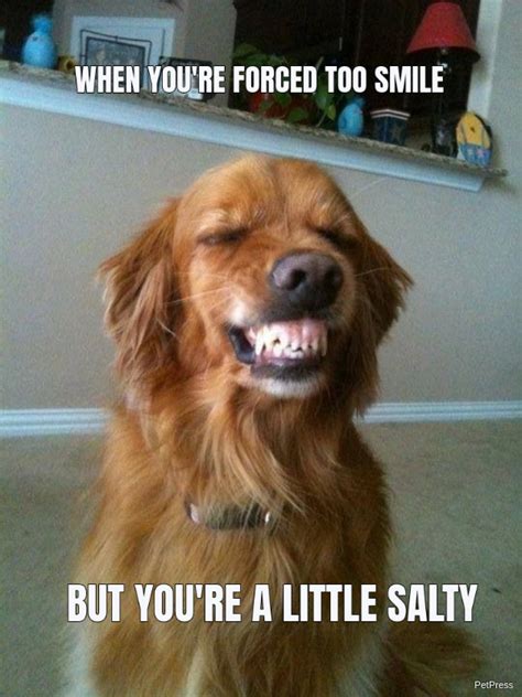 Top 30 Most Adorable Smiling Dog Memes - Barkmind