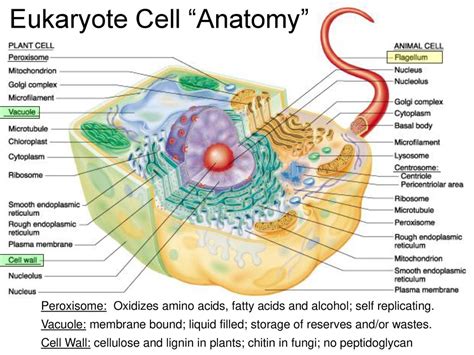 Eukaryote Cell “Anatomy” - ppt download