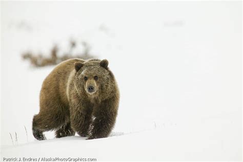 Winter Wildlife photo gallery - AlaskaPhotoGraphics