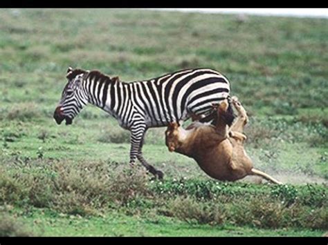 Zebra vs Lion - Zebra survived - YouTube