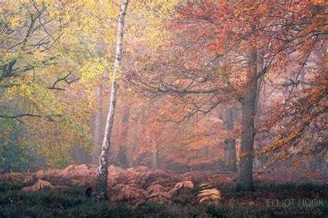 Autumn Woodland at Burnham Beeches - Elliot Hook Photography