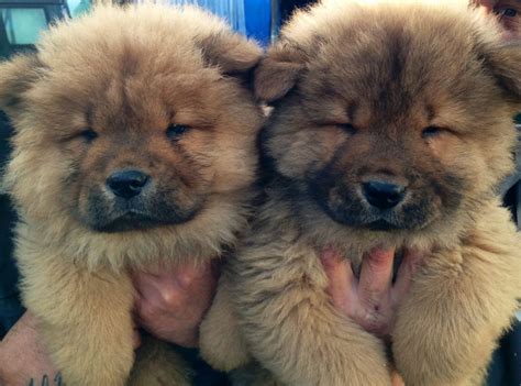 Brown Chow Chows | We Heart It | puppies