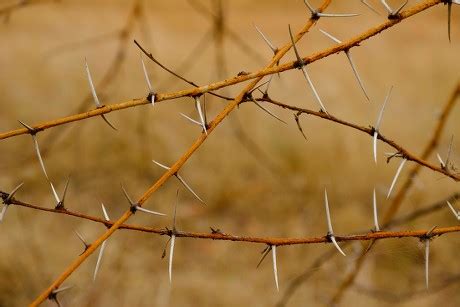 250 Camelthorn tree Stock Pictures, Editorial Images and Stock Photos | Shutterstock