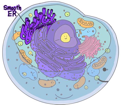 Smooth Endoplasmic Reticulum (SER) — Structure & Function - Expii