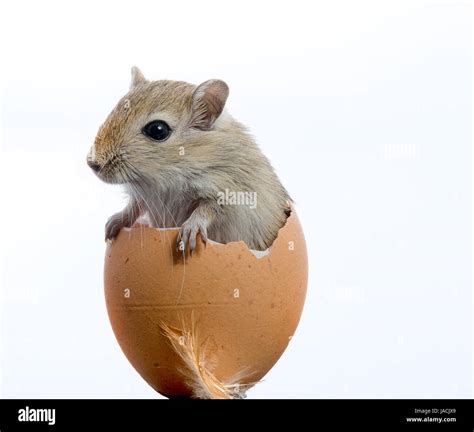 mouse in egg Stock Photo - Alamy