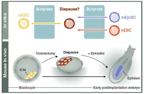 Figure 1.2 from Embryonic Diapause as a Model for Pluripotent Stem Cell Quiescence | Semantic ...