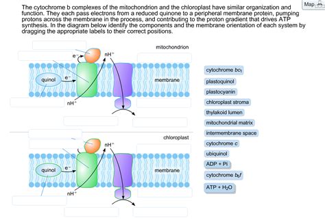 The Cytochrome B Complexes Of The Mitochondrion ... | Chegg.com