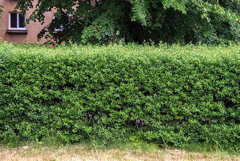 15 Best Evergreen and Flowering Shrubs for Hedges