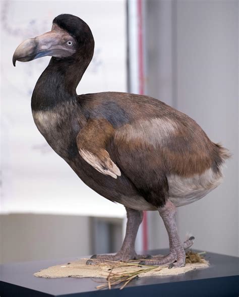 Dodo DNA discovery could lead to revival of extinct bird