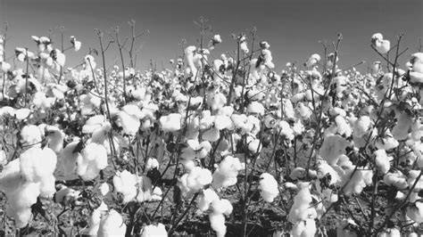 The History of Cotton | Georgia Cotton | PBS LearningMedia