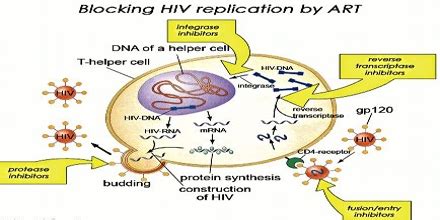 Antiretroviral Therapy: Key Facts - Assignment Point