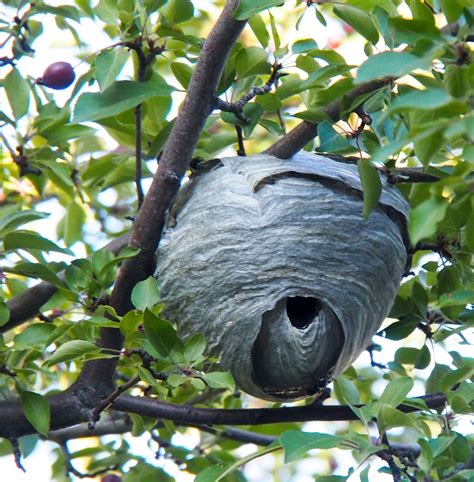 Bald-faced Hornet Nest - Leave it be? Or call pest control? - Out ...