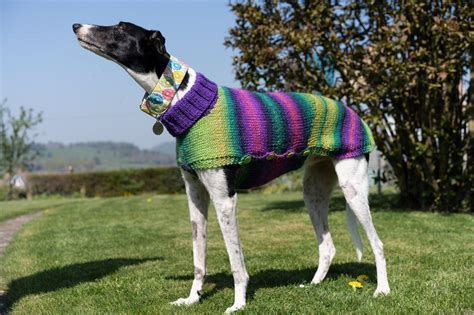 Excited to share this item from my #etsy shop: Ready to post - Summer colours lurcher jumper ...