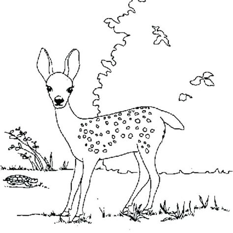 Fawn Coloring Pages at GetColorings.com | Free printable colorings ...