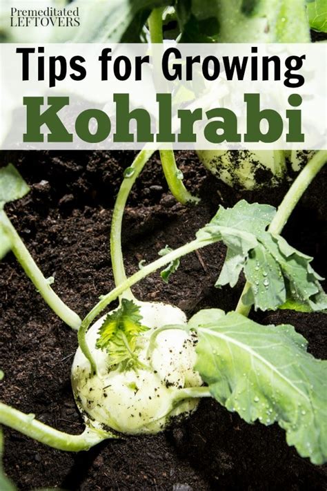 Tips for Growing Kohlrabi in Your Garden