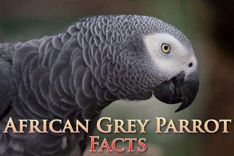 African Grey Parrot Facts For Kids & Students: Pictures, Information & Video. Discover the ...