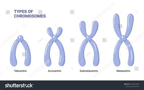 2,842 X Chromosome Dna Images, Stock Photos & Vectors | Shutterstock