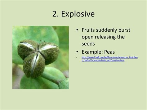 PPT - Seed Dispersal PowerPoint Presentation, free download - ID:3041002