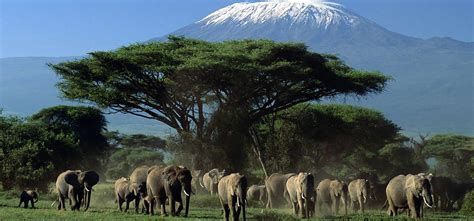 6 Reasons to visit Amboseli National Park | Kenya Safari Adventures