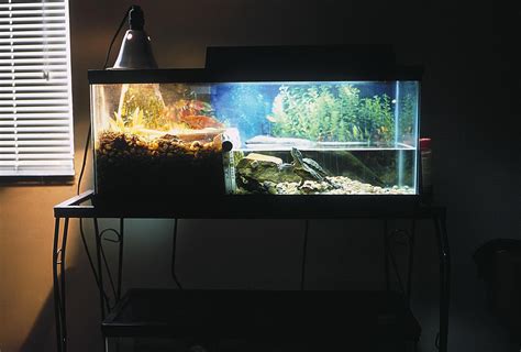 Why You Need Clean Water in Your Turtle Tank