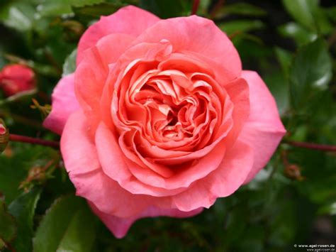 Buy Sommersonne ® – Floribunda Rose – AGEL ROSEN