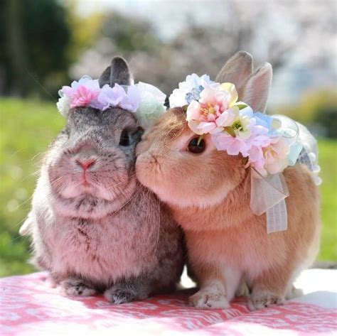 Pet Bunny, Cute Little Animals, Cute Babies, Funny Bunnies, The Animals ...