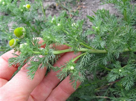 Scentless Chamomile | Summit County, UT - Official Website