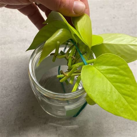 Neon Pothos Propagation In Water - Teak And Terracotta