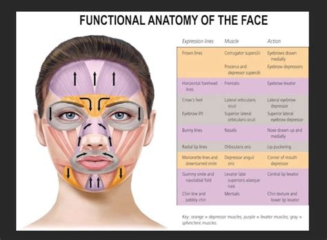 Functional Anatomy of the Face. Facial Mimetic Muscles Poster - Etsy ...