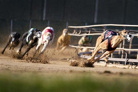 Greyhound racing nearing its end in the US after long slide | AP News