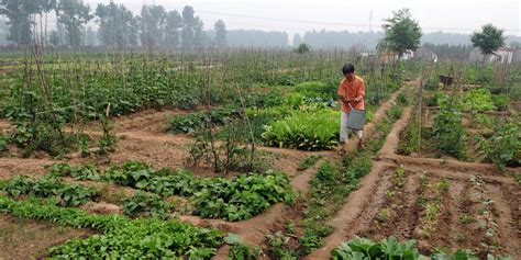 Quando plantar segundo a agricultura natural de Fukuoka + documentário ...