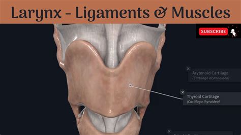 Ligaments & Muscles of the larynx | Extrinsic & Intrinsic | Attachments | Nerve supply | Actions ...