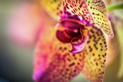 Moth Orchid Photograph by Calazone's Flics - Fine Art America