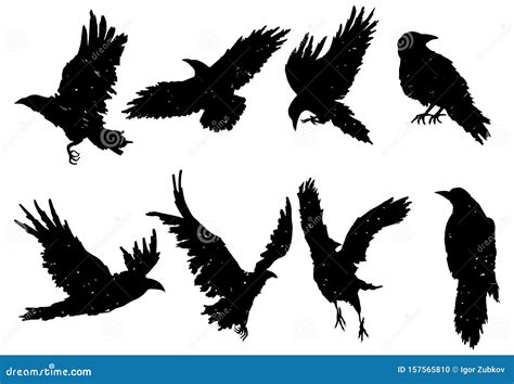 Set Of Ravens. A Collection Of Black Crows. Silhouette Of A Flying Crow. Vector Illustration Of ...