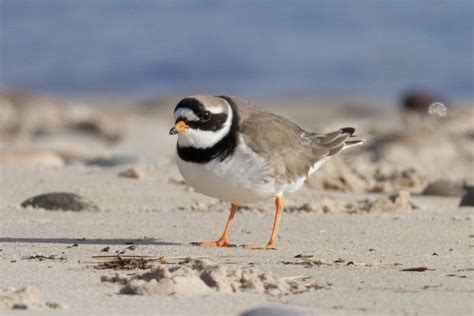 Ringed Plover