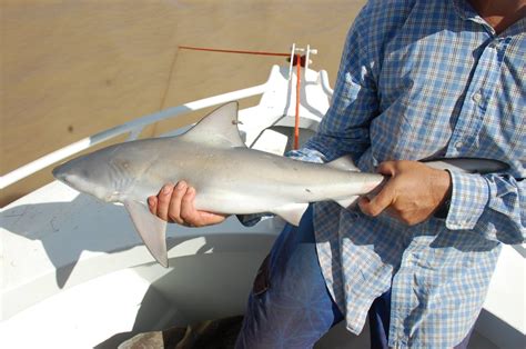 Carcharhinus leucas