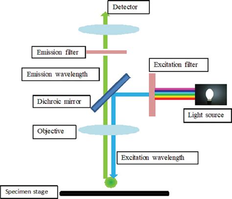 Confocal microscopy – Working principle and applications in dermatology ...