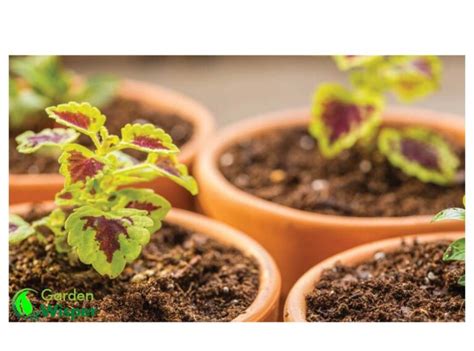 14 Indoor Plants That Grow From Seeds | Garden Wisper