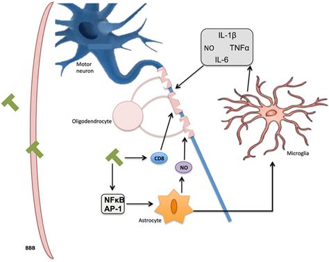 Inflammation in multiple sclerosis (MS). Immune T-cells bypassing the ...