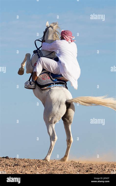 Arabian Horse. Rider in traditional dress on gray stallion rearing in the desert. Egypt Stock ...