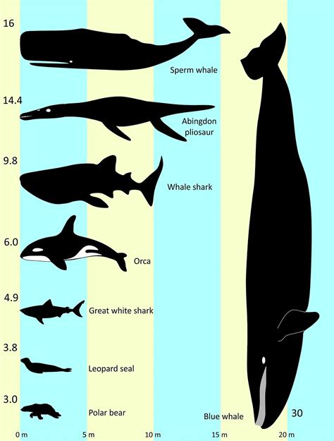 Marine Monsters of the Jurassic Seas Were Twice the Size of Killer Whales