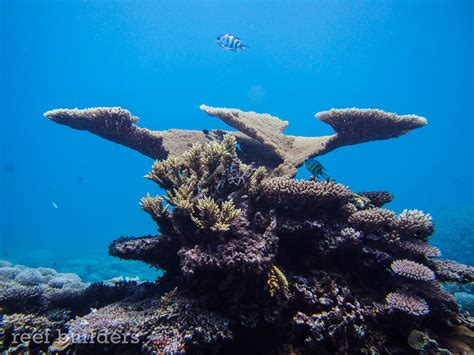 Breathtaking views of coral reefs at Kwajalein Atoll, Marshall Islands | Reef Builders | The ...