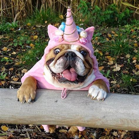 Unicorn dog Halloween costume #bulldogs | Dog halloween, Bulldog halloween costumes, Cute animals