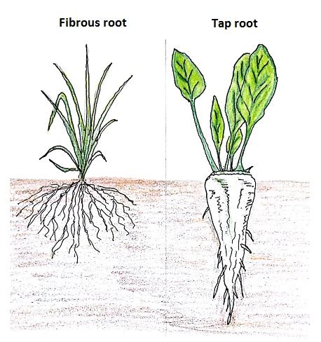 Shoot System And Root System - barebonestory