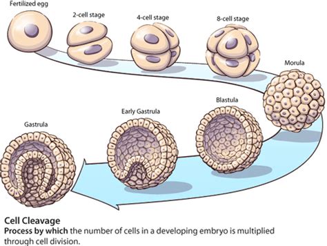 Lesson 2: Embryology Flashcards | Quizlet